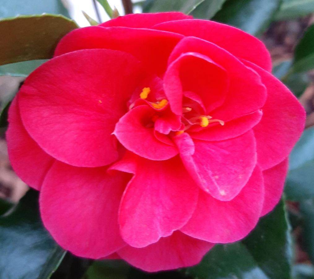 Maison Longere Les Camelias Vinneuf Eksteriør bilde
